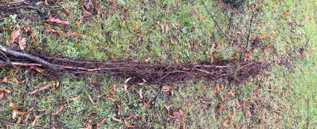 Ρίζα πο αφαιρέθηκε από αποχέτευση