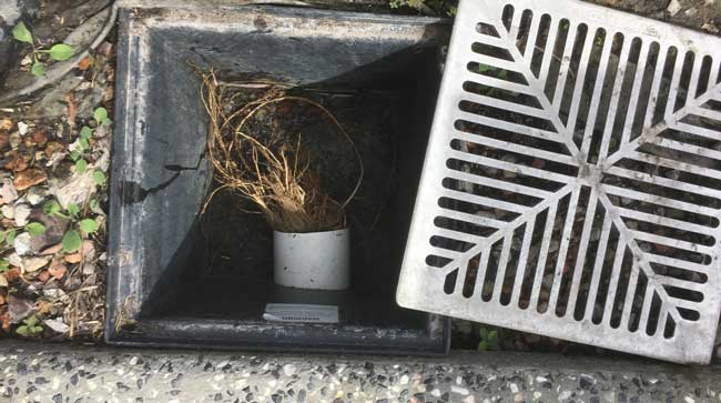 Ρίζες σε φρεάτιο